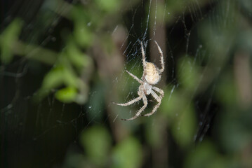 spider crusader weaves a web at night