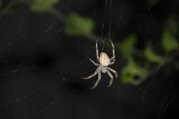 spider crusader weaves a web at night