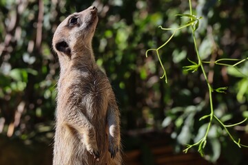 Obraz premium Close-up of African Meerkat Standing and Looking Up. Suricate is a Small Mongoose with Brown Fur, Large Eyes, Broad Head and Thin Tapering Tail. Cute Suricate in Zoological Garden during Sunny Day.