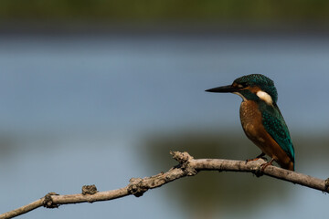 Eisvogel ( Alcedo atthis ) in einem Naturschutzgebiet in Brandenburg 