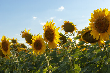 a field of sunflowers in the evening sun