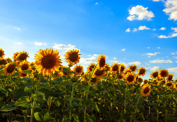 a field of sunflowers in the evening sun