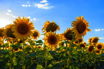 a field of sunflowers in the evening sun