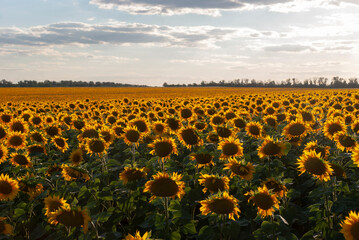 a field of sunflowers in the evening sun