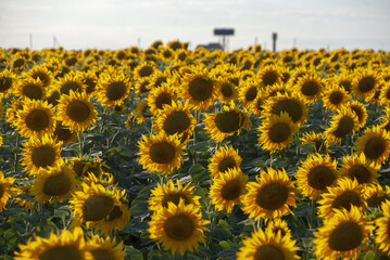 a field of sunflowers in the evening sun