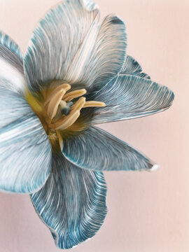 Tulip flower, Blossom