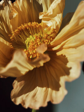 Blossom, Papaver flower
