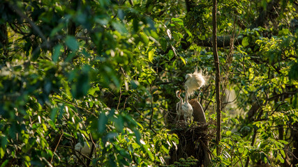 Mother white Egretta Garzetta feeding her nestlings in nest with sunset