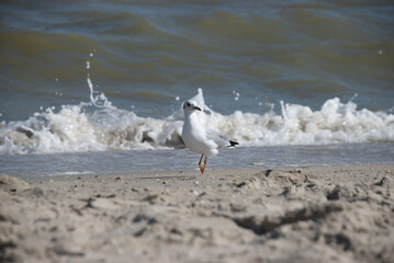 seagull walks along the coast of the sea of azov
