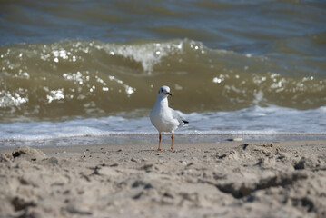 seagull walks along the coast of the sea of azov