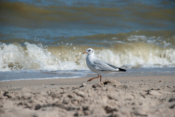 seagull walks along the coast of the sea of azov
