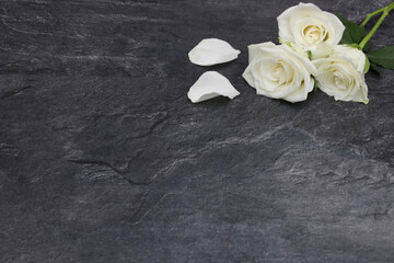 Weisse Rosen