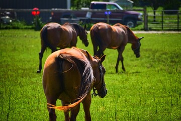 rear view of three brown horses  