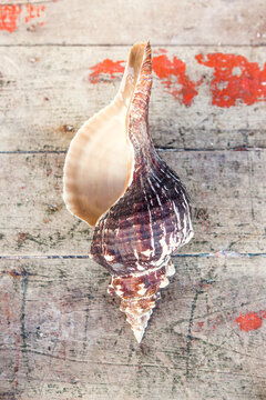 Shell