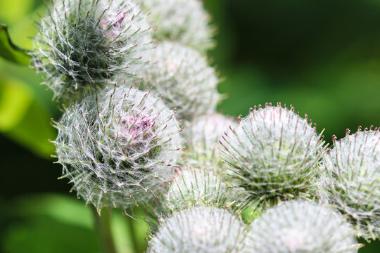 Greater Burdock Burr