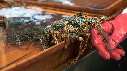 Stall vendor selling live Fresh lobsters on water at popular marketplace. Taiwan