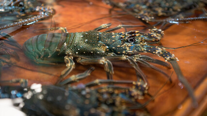 A fresh lobsters on water for sale at popular marketplace Taiwan. Live lobster