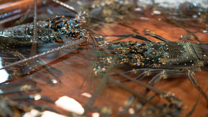 Fresh seafood for sale at fish market in Taiwan. Live lobsters marketplace.