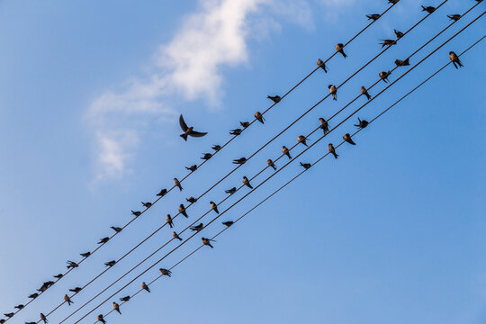 migratory birds hanging out on electric lines