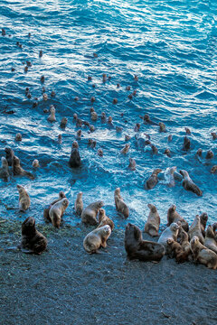 a herd of sea lion in Valdes Peninsula