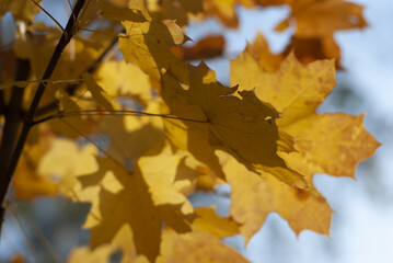 golden autumn is the last warm days filled with yellow and red leaves
