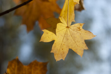 golden autumn is the last warm days filled with yellow and red leaves