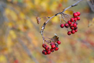 golden autumn is the last warm days filled with yellow and red leaves