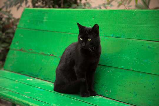 black house cat,on a green wooden bench
