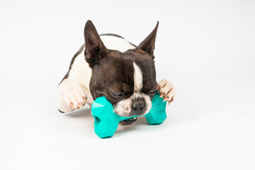 Boston terrier dog playing with bone toy