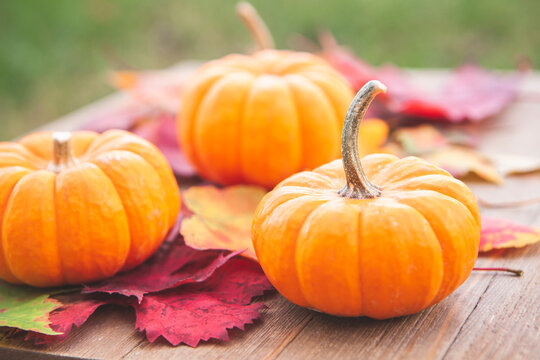 Autumn Pumpkin and Leaves Background