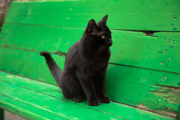 black house cat,on a green wooden bench