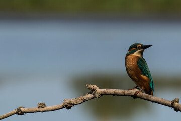 Eisvogel ( Alcedo atthis) male bird in einem Naturschutzgebiet in Brandenburg