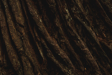 texture of the bark