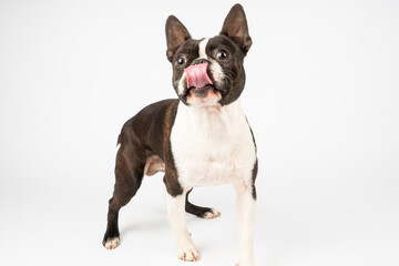 Boston terrier dog playing with bone toy
