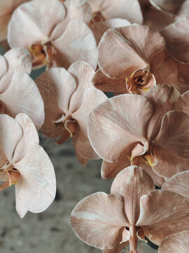 Tender orchid flower
