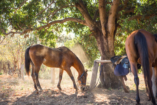Horse on ranch