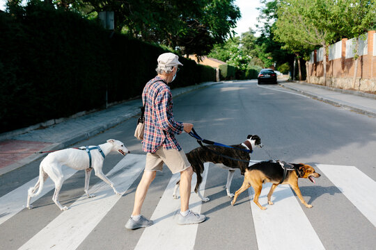 Dog walker
