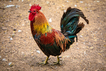 Rooster walking on the ground