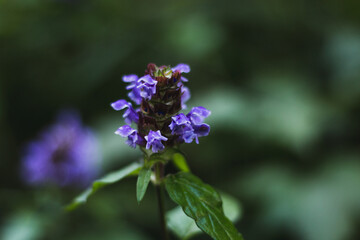 close up of a flower