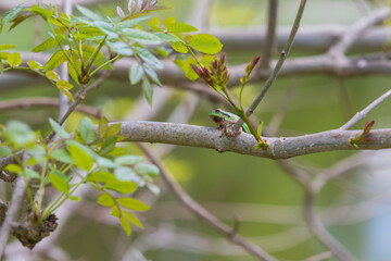 Green tree frog - Hyla arborea Climbs a tree branch.