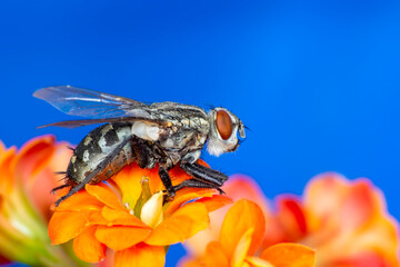 Housefly isolated on white background