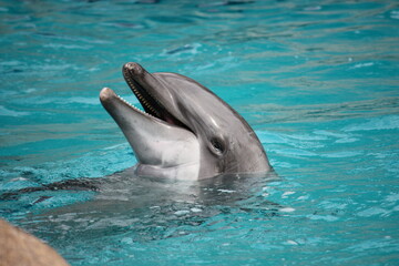 Dolphin Closeup