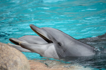 Obraz premium Dolphin Closeup