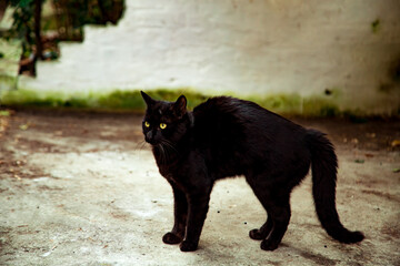 black angry cat with green eyes,on the street