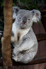 Koala Portrait