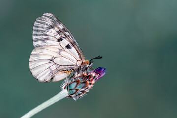 Macro shots, Beautiful nature scene. Closeup beautiful butterfly sitting on the flower in a summer garden.