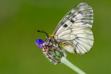 Macro shots, Beautiful nature scene. Closeup beautiful butterfly sitting on the flower in a summer garden.