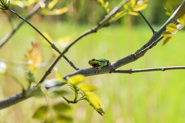 Green tree frog - Hyla arborea Climbs a tree branch.