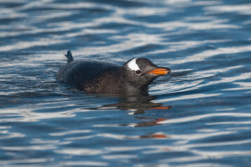 Gentoo Penguin swimming on an antarctic beach, Neko harbour,Antartica