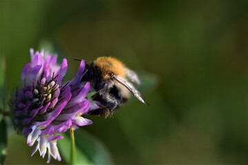 Field bumblebee sucks nectar from a red clover blossom